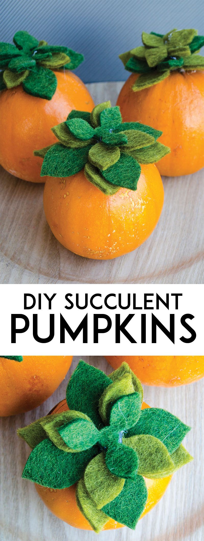DIY Succulent Pumpkins by Lindi Haws of Love The Day