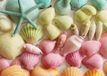 11 creative seashell crafts for kids